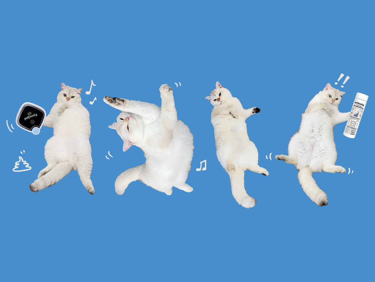 Cat Yoga: The Graceful Poses of Our Cats!