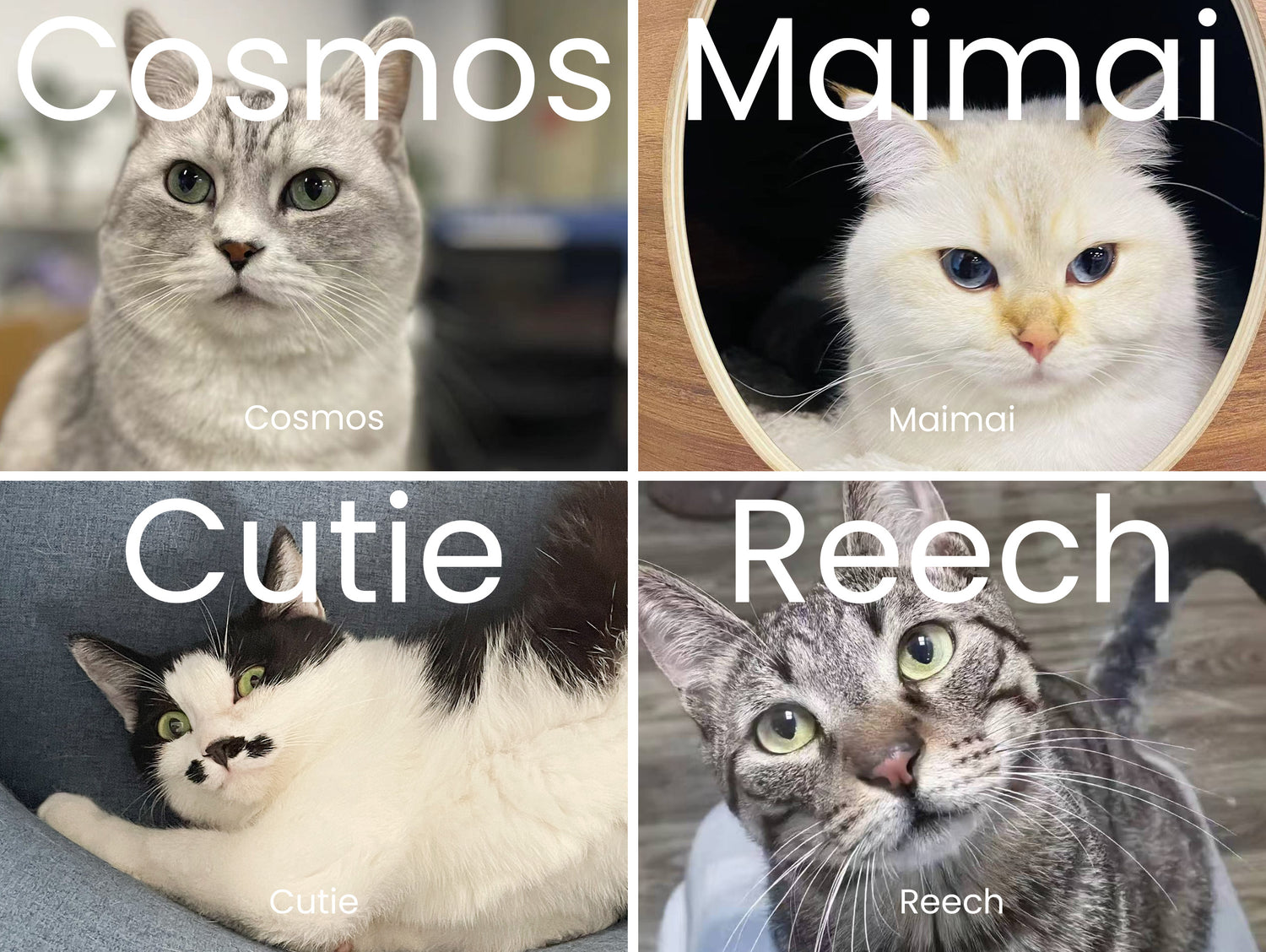 Furry Co-workers: Meet Our Office Cat Family